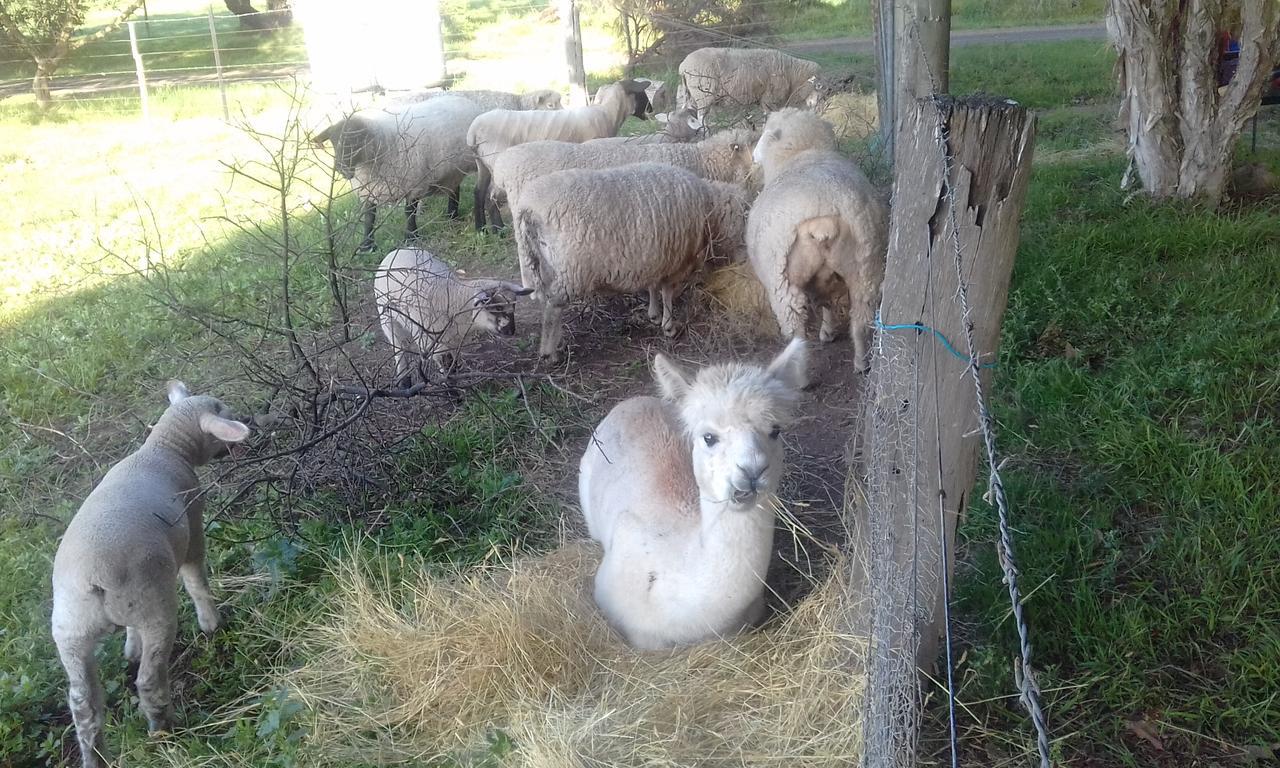 Ripples N Tonic Farmstay Ventnor Exterior foto