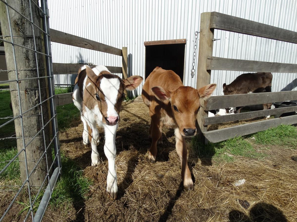 Ripples N Tonic Farmstay Ventnor Exterior foto