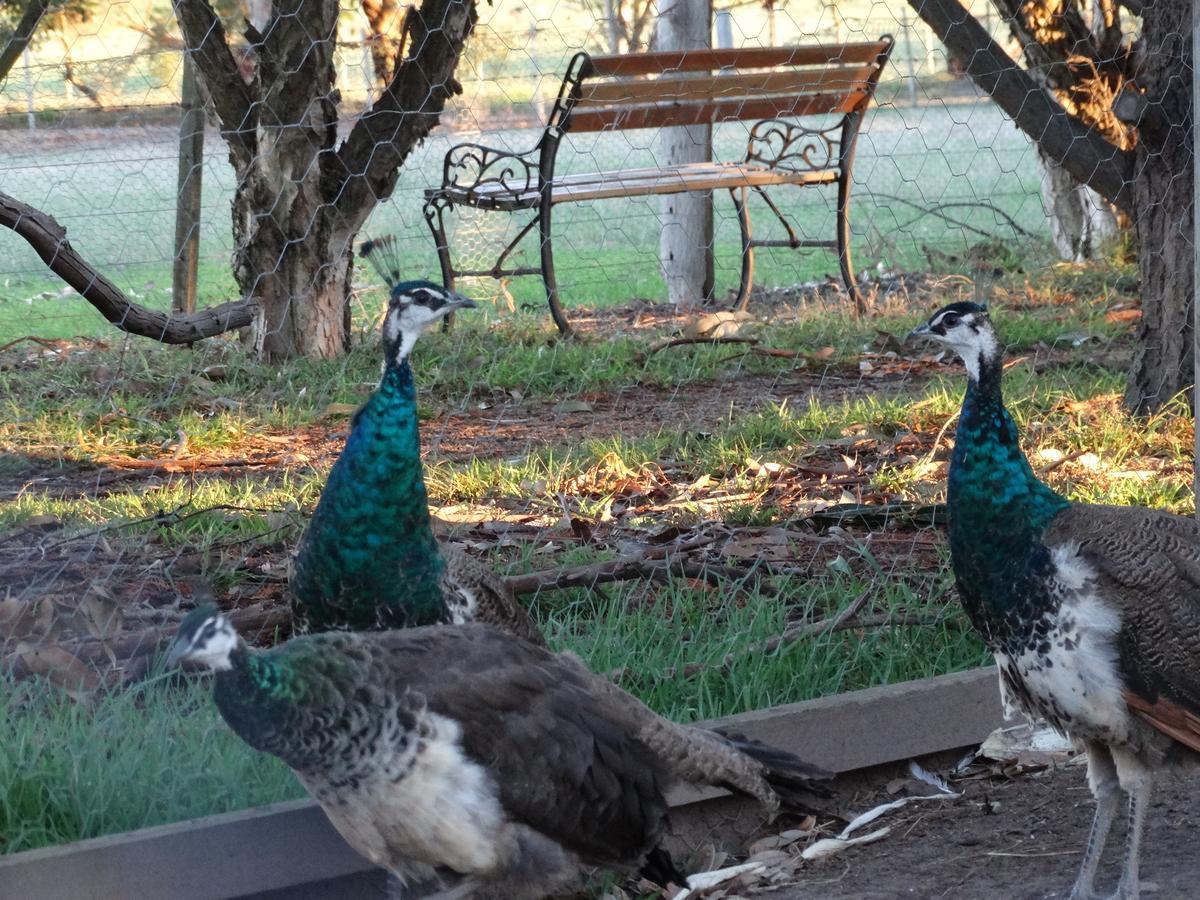Ripples N Tonic Farmstay Ventnor Exterior foto